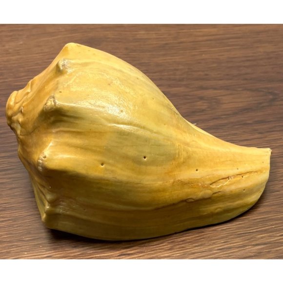 Vintage Whelk Conch Shell North Carolina Atlantic Ocean Nautical Beach Decor - Picture 3 of 7